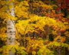 USA-Maine-Acadia National Park Autumn colors in forest Art Print